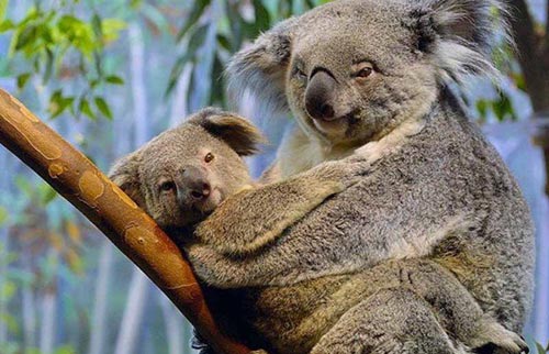 Koala.jpg Koala Koala Koala