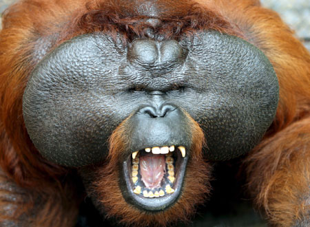 Orangutan.jpg Orangután Orangután Orangutan