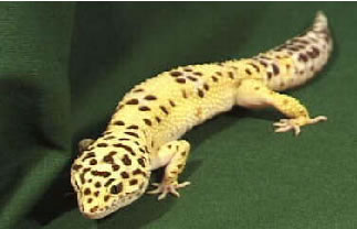 Geckoamarillo.jpg Geckos Leopardo Geckos Leopardo Geckoamarillo