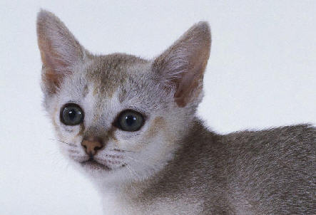 gato Singapur Singapurcat Singapurcat Singapurcat.jpg Singapur Singapur Singapurcat