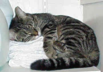 Spangledcat2.jpg California Spangled cat  California Spangled cat  Spangledcat2