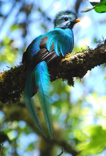 quetzal azul