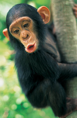 Chimpance11.jpg Chimpancé Chimpancé Chimpance11