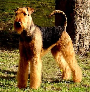 Airedale2.jpg Terrier de Airedale Terrier de Airedale Airedale2