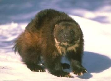 carcayú animales Carcayu Carcayu Carcayu.jpg Carcayú Carcayú Carcayu