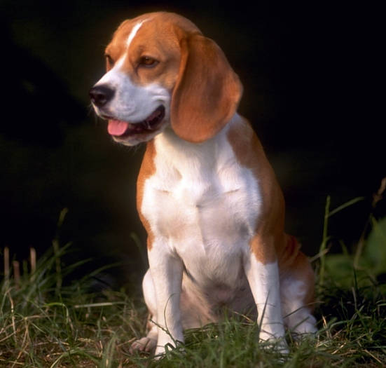 Beagle3.jpg Beagle Beagle Beagle3