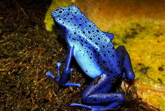 Dendrobates azureus.jpeg