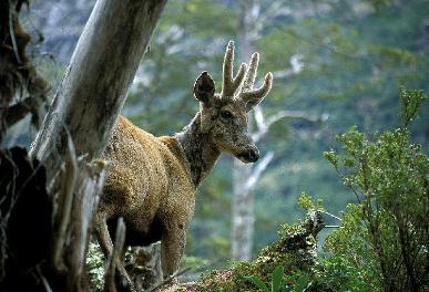 Huemul3.jpg