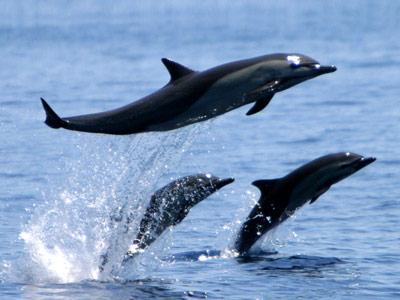 Delfin09.jpg Delfín Delfín Delfin09