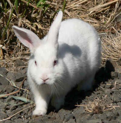 Conejo-1-.jpg Conejo común Conejo común Conejo 1