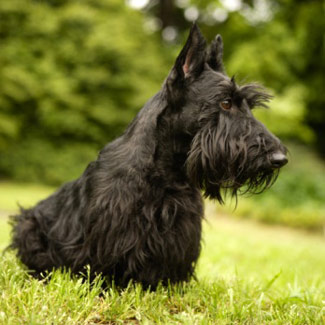 Scottishterrier.jpg