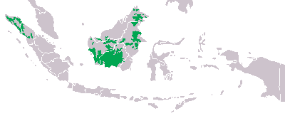 Orangudist.png Orangután Orangután Orangudist