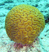 Coral Cerebro.jpg Coral Coral Coral Cerebro