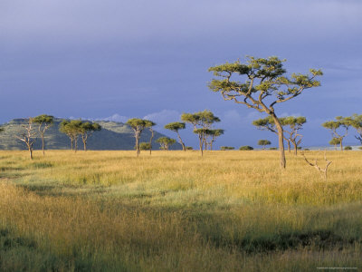 Masaimara4.jpg Masai Mara Masai Mara Masaimara4
