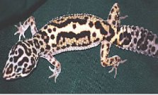 Geckoselva.jpg Geckos Leopardo Geckos Leopardo Geckoselva
