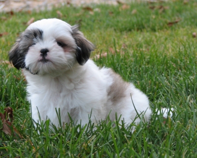 perro shih tzu