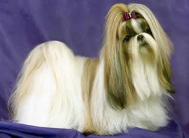 Perros Shih Tzu