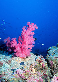 Arrecifedecoral.jpg Coral Coral Arrecifedecoral