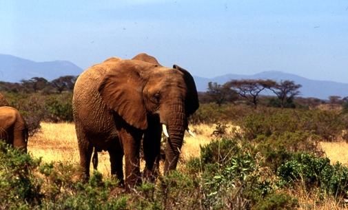 Samburu elefante.jpg Samburu Samburu Samburu elefante