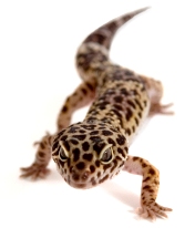 Geckoleopardo2.jpg Geckos Leopardo Geckos Leopardo Geckoleopardo2
