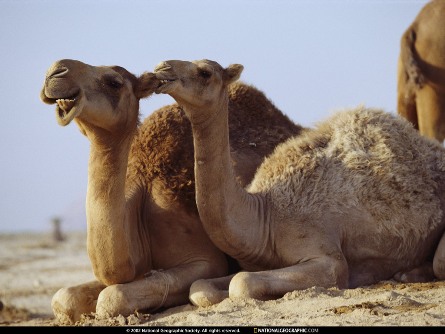 Natianalcamel.jpg Camello Camello Natianalcamel