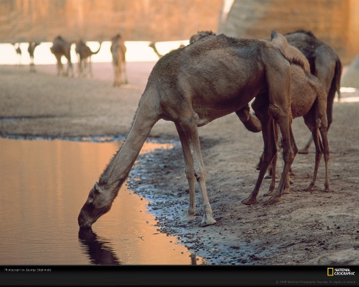 Camel2.jpg Camello Camello Camel2