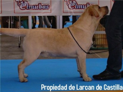Larcan23.jpg Labrador Labrador Larcan23