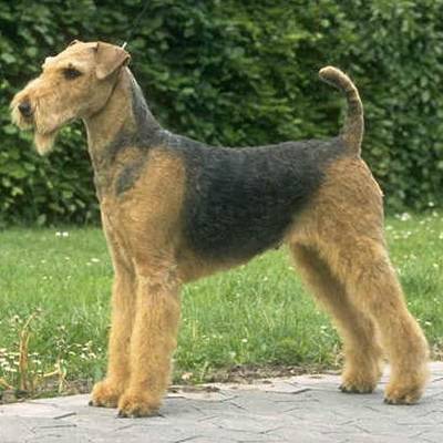 Imagen:AIREDALE.jpg