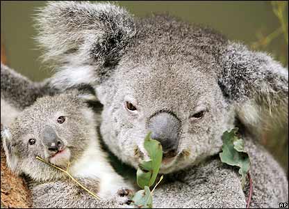 Koala2.jpg Koala Koala Koala2