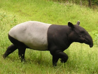 Tapir.jpg Tapir Tapir 330px Tapir