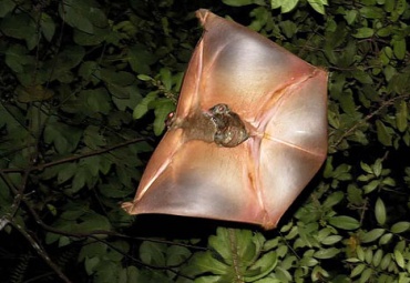Colugovolando.jpg