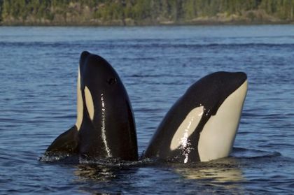 Orca Orca 420px Orca1