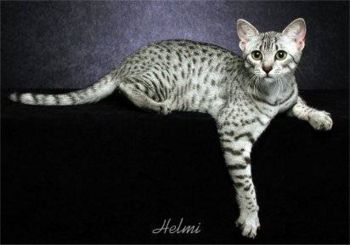 gato Mau Egipcio 350px-Mauegipcio2 350px-Mauegipcio2 Mauegipcio2.jpg Mau Egipcio Mau Egipcio 350px Mauegipcio2