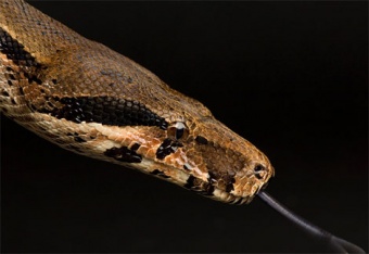 Boaconstrictor.jpg Boa constrictor Boa constrictor 340px Boaconstrictor