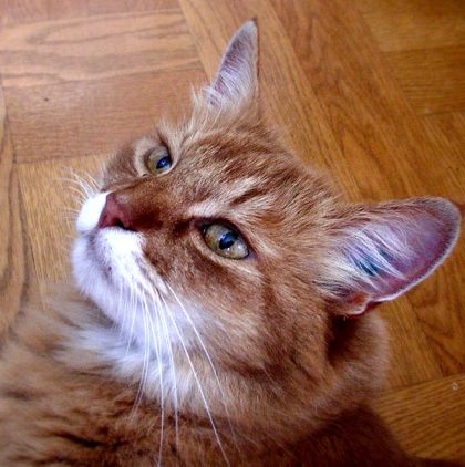 gato Somalí 420px-Somaliancat 420px-Somaliancat Somaliancat.jpg Somalí Somalí 420px Somaliancat