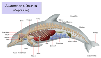 Dolphin anatomy.png Delfín Delfín 350px Dolphin anatomy