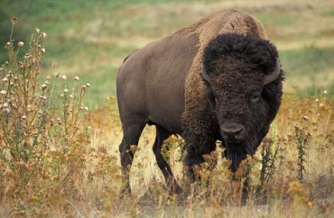Bufalo333.jpg