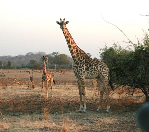 Jirafa Jirafa 500px 675px Giraffen 1