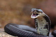 Serpiente Serpiente 180px Cobra