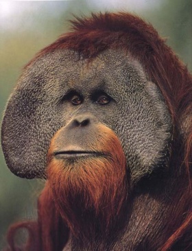 Orangutan2.jpg Orangután Orangután 280px Orangutan2
