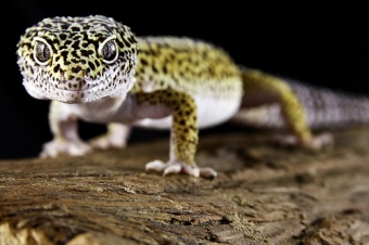 Geckoleopardo.jpg Geckos Leopardo Geckos Leopardo 340px Geckoleopardo