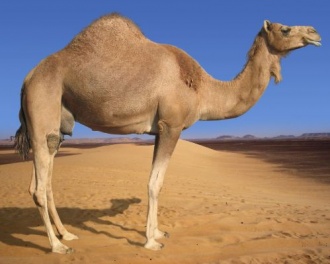 Camel.jpg Camello Camello 330px Camel