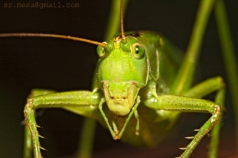 saltamontes insectos langosta antenas invertebrados suborden llamado orthoptera orden herbvoros 345px