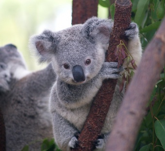 Koala1.jpg Koala Koala 340px Koala1