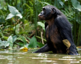 Bonobo.jpg Bonobo Bonobo 330px Bonobo
