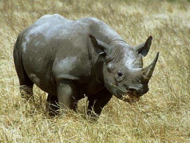 Rinoceronte2.jpg Rinoceronte Rinoceronte 370px Rinoceronte2
