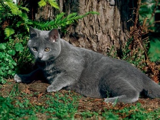 Chartreux.jpg