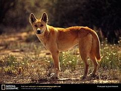 Lobo Lobo 240px Dingo2