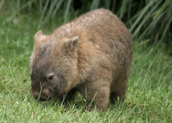 Wombat.jpg Wombat Wombat 335px Wombat