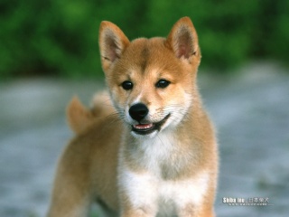 Raza de Perro Shiba Inu. Los perros afectivos y protectores Raza de Perro Shiba Inu. Los perros afectivos y protectores